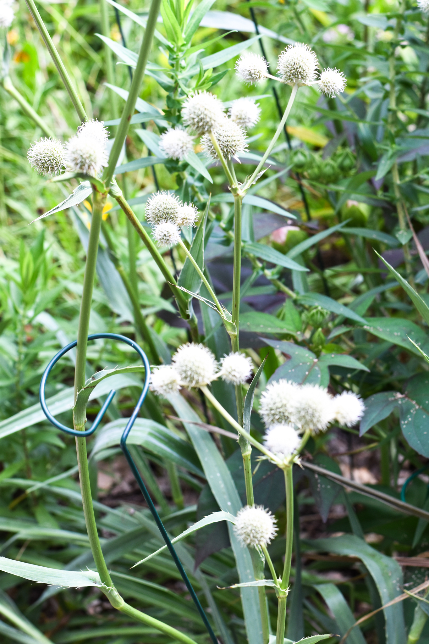 Staked Plants