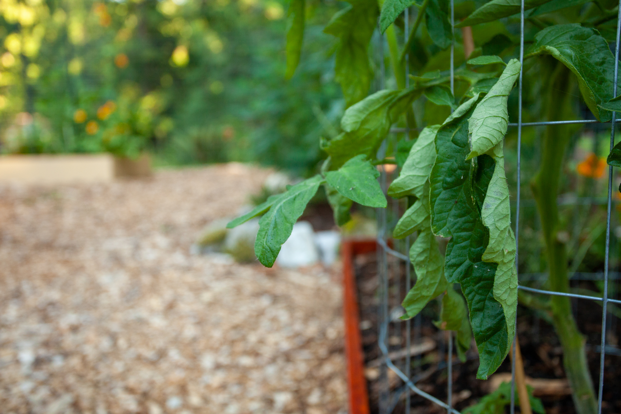 Wilting Tomatoes