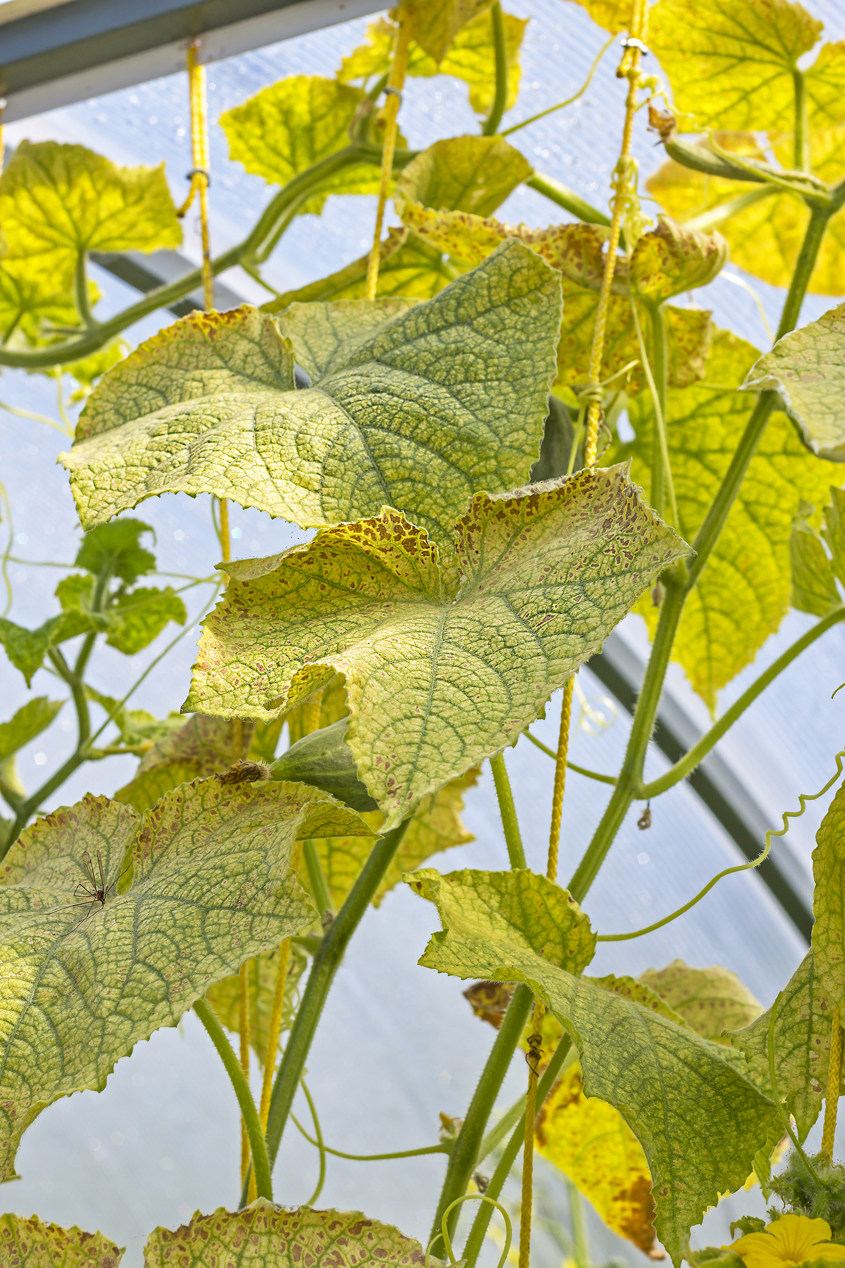 Spider Mite Damage