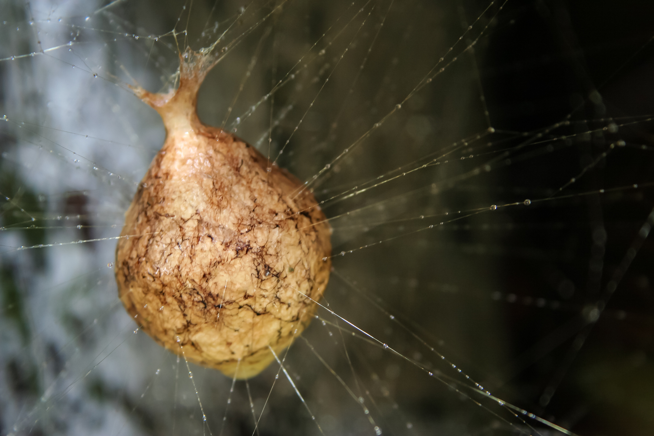 Spider cocoon