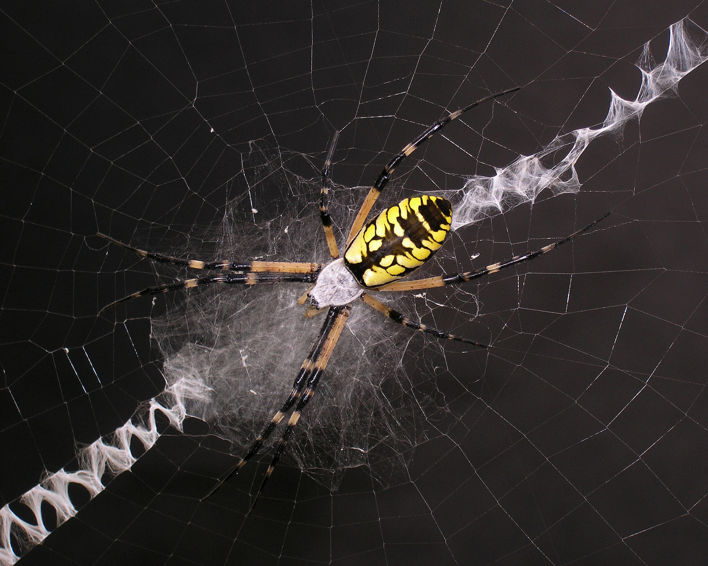 Yellow garden spider on web