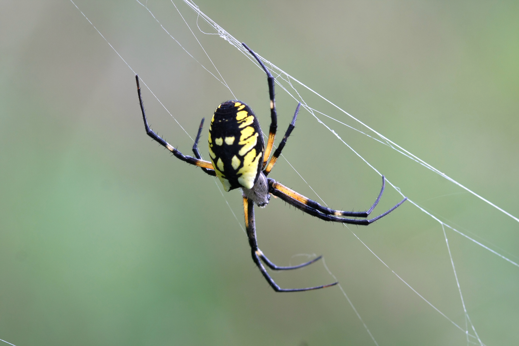 Yellow garden upside down on web