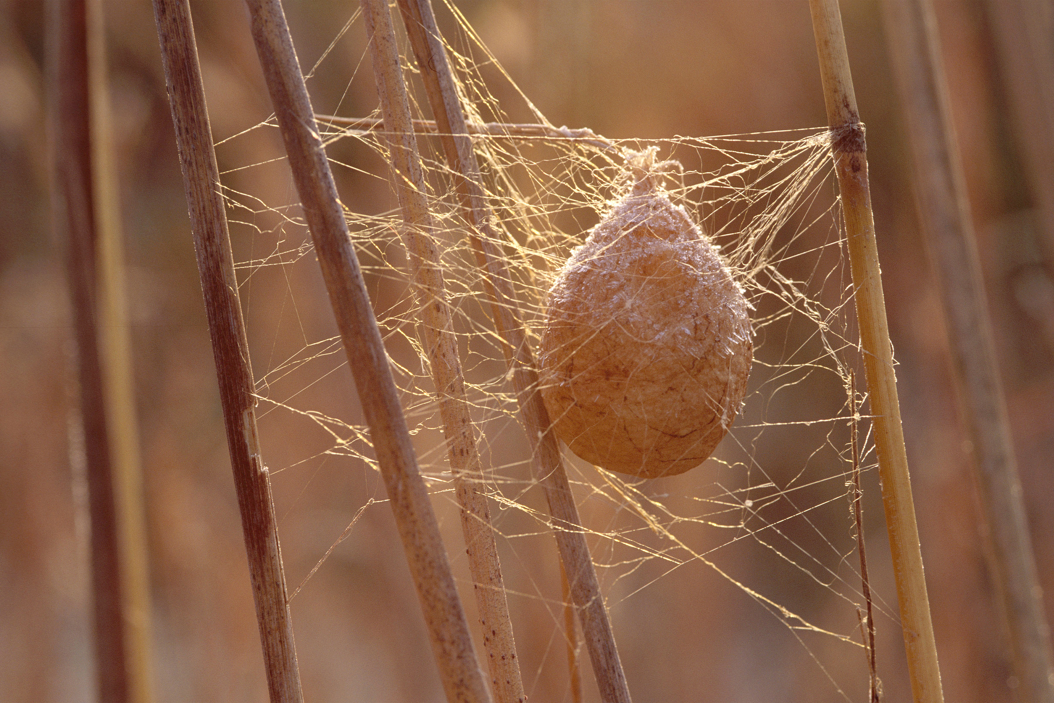 Web Nest