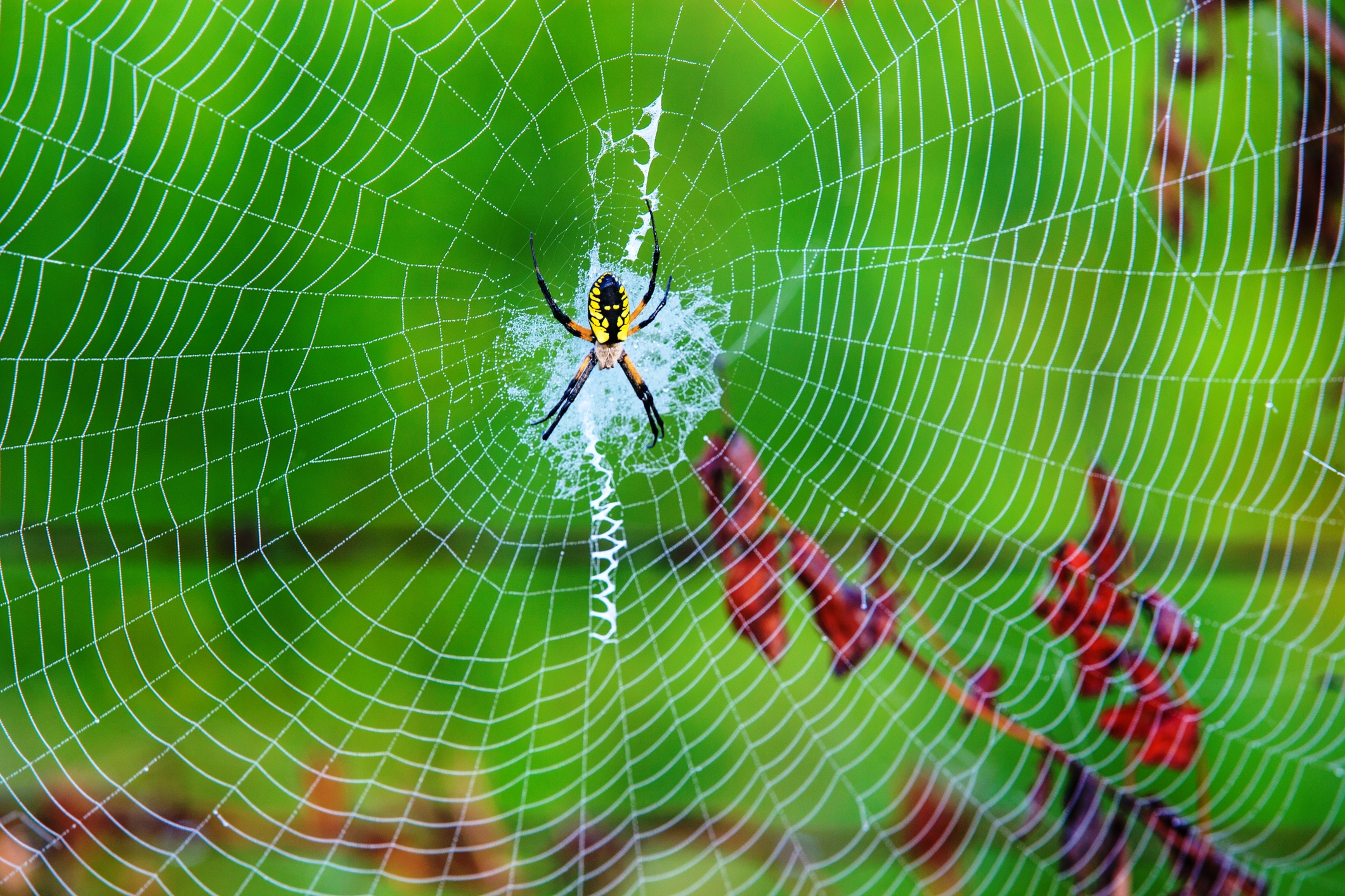 Spider on large web in front of greenery