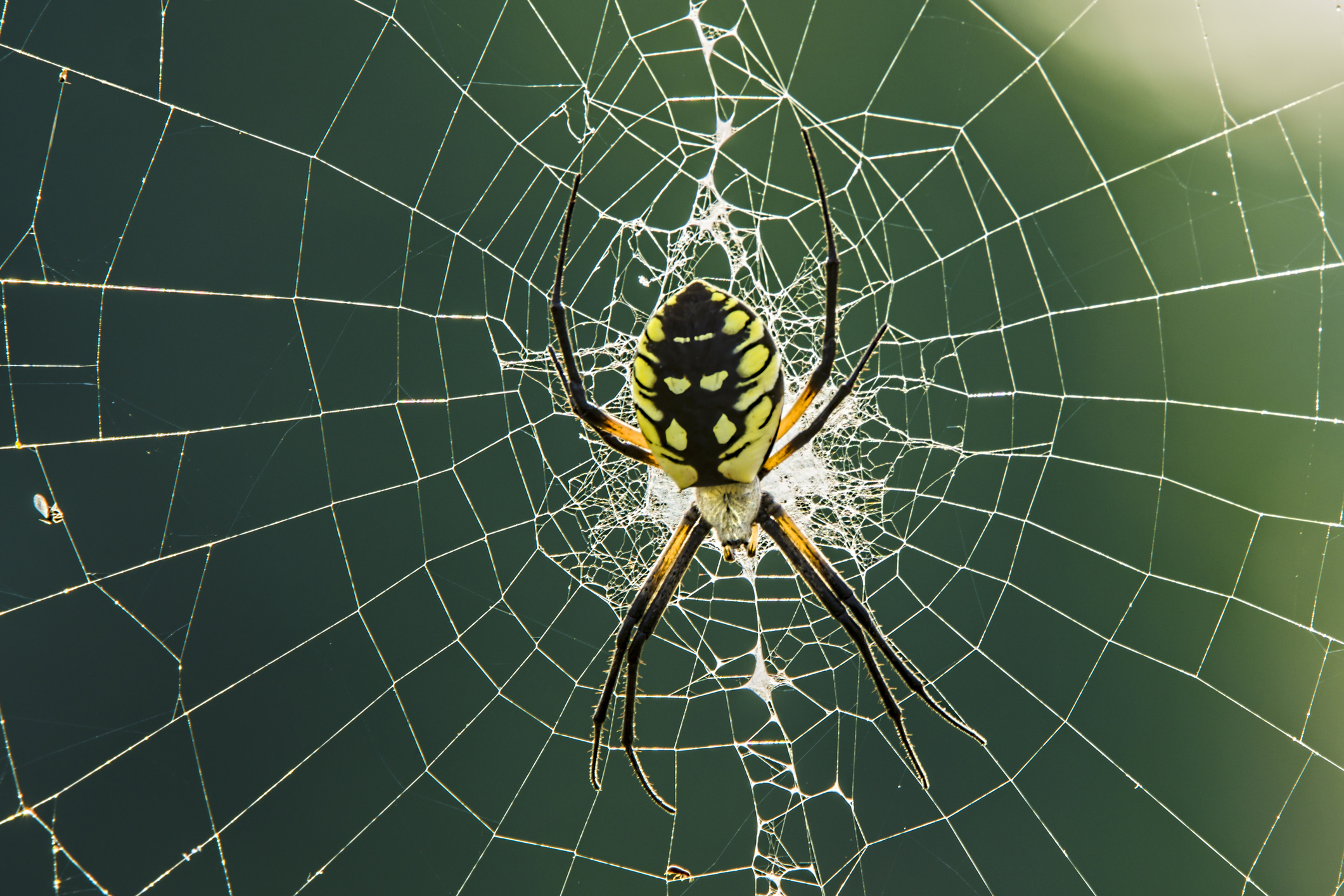 Spider on web