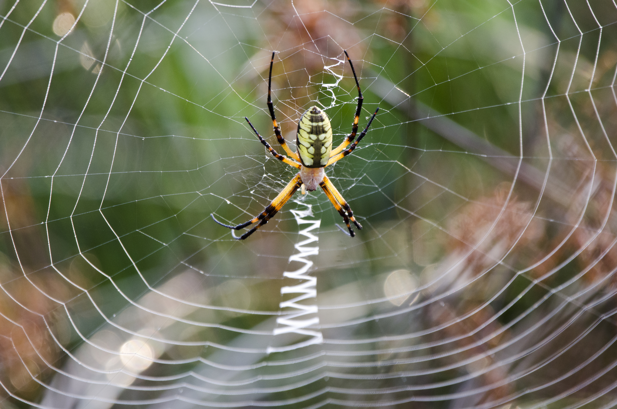 Garden spider on web