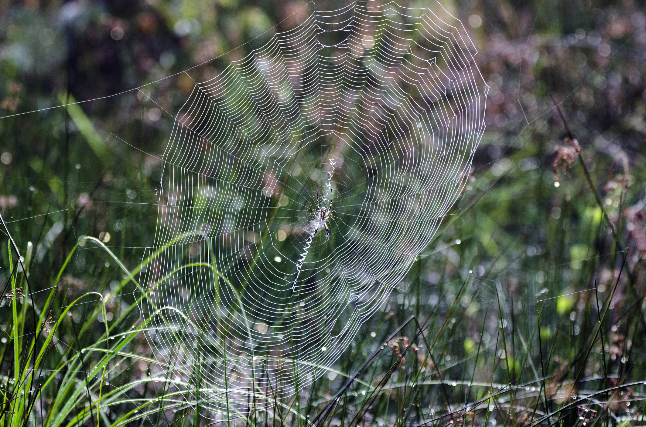 Water droplets on web