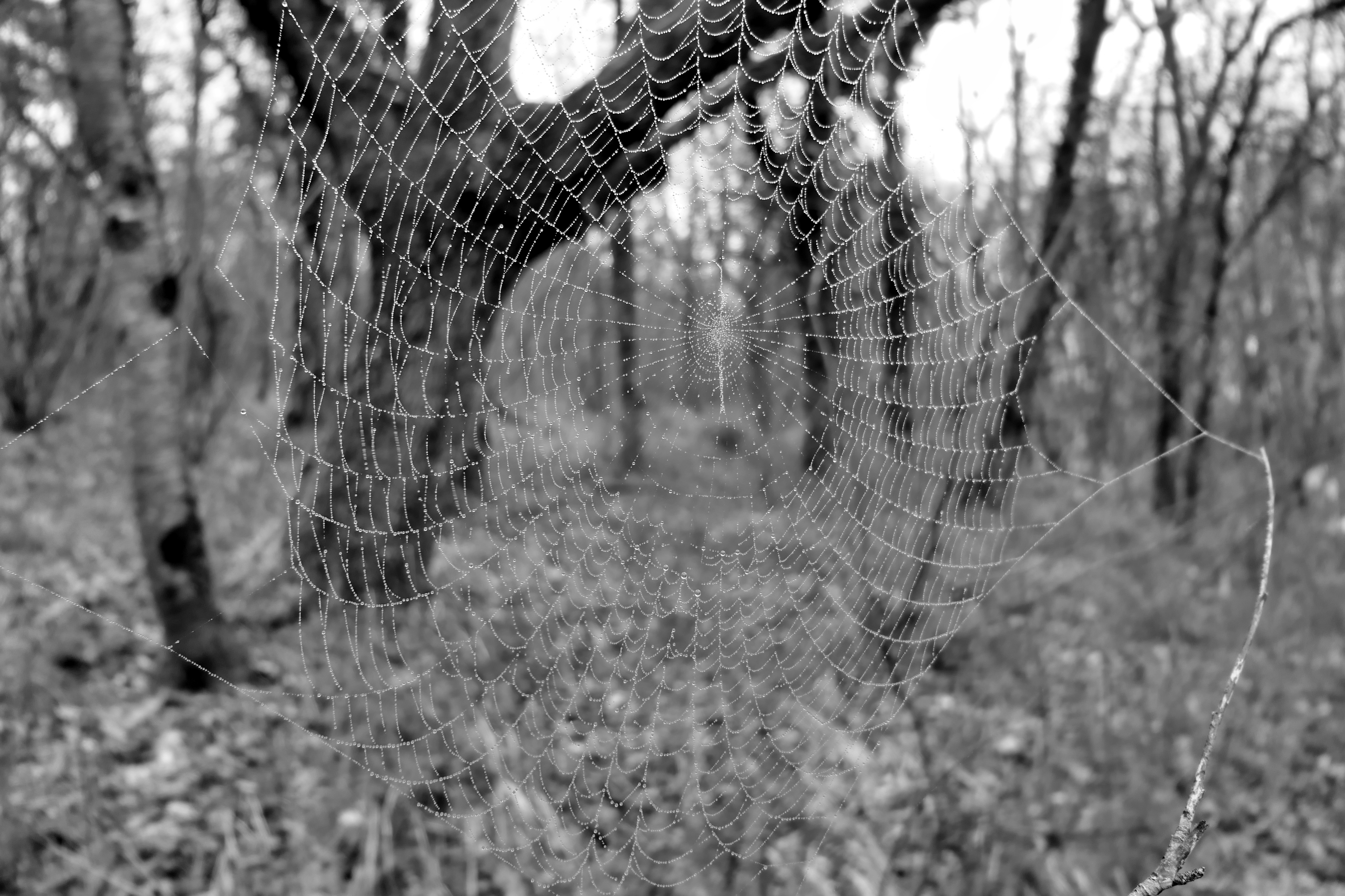 black and white photo of web