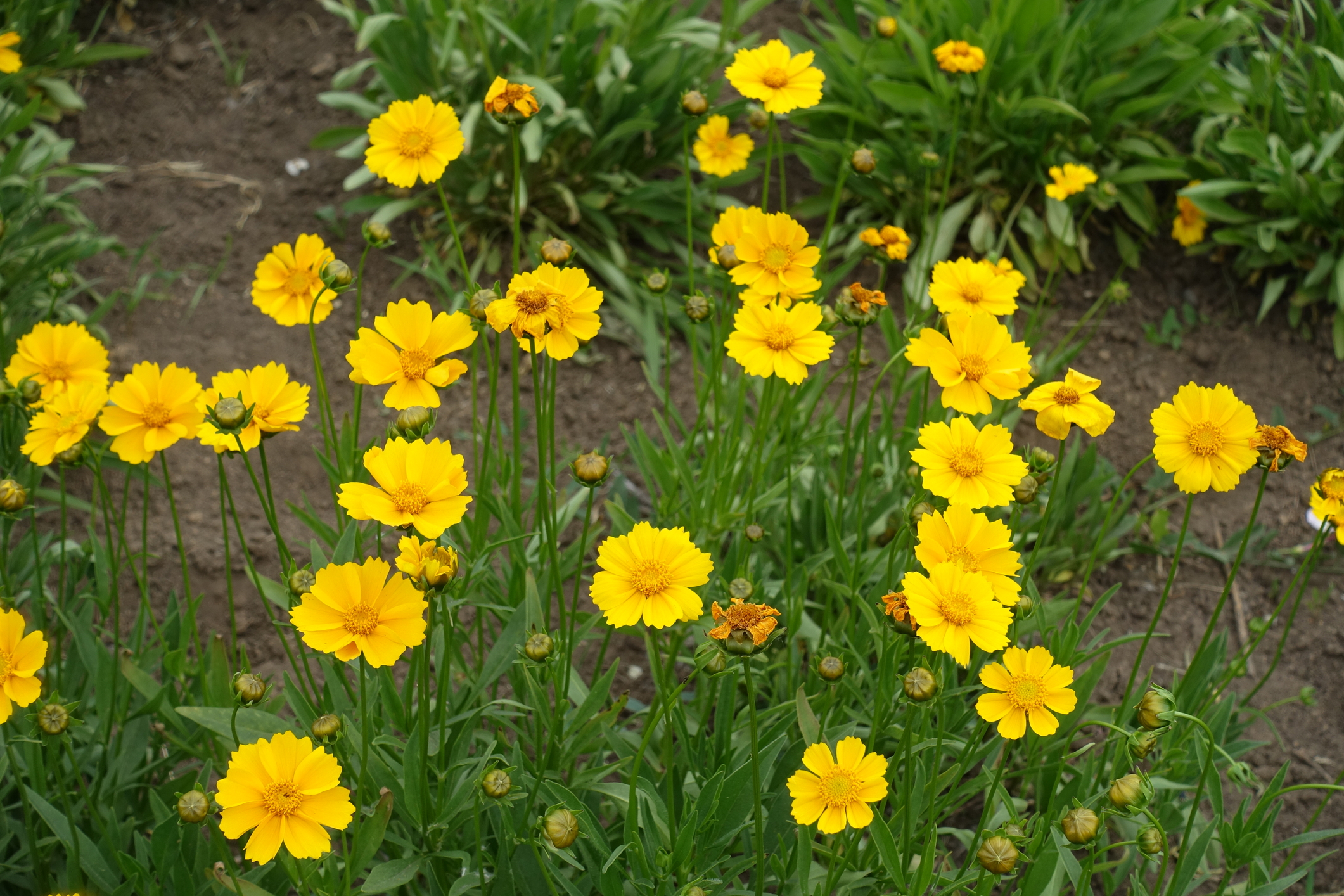 Coreopsis  Are Companion Plants