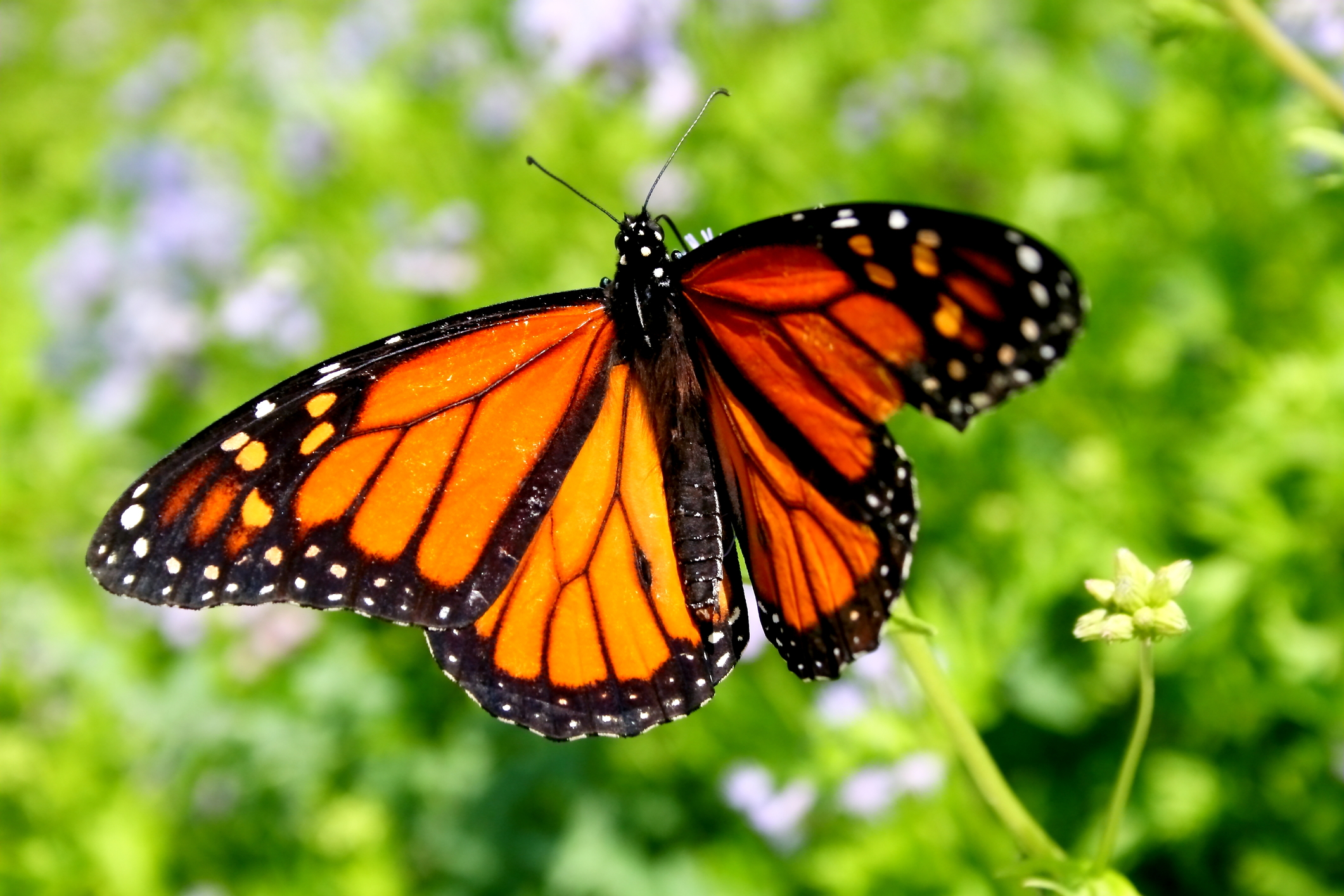 Monarchs Visit During Migration