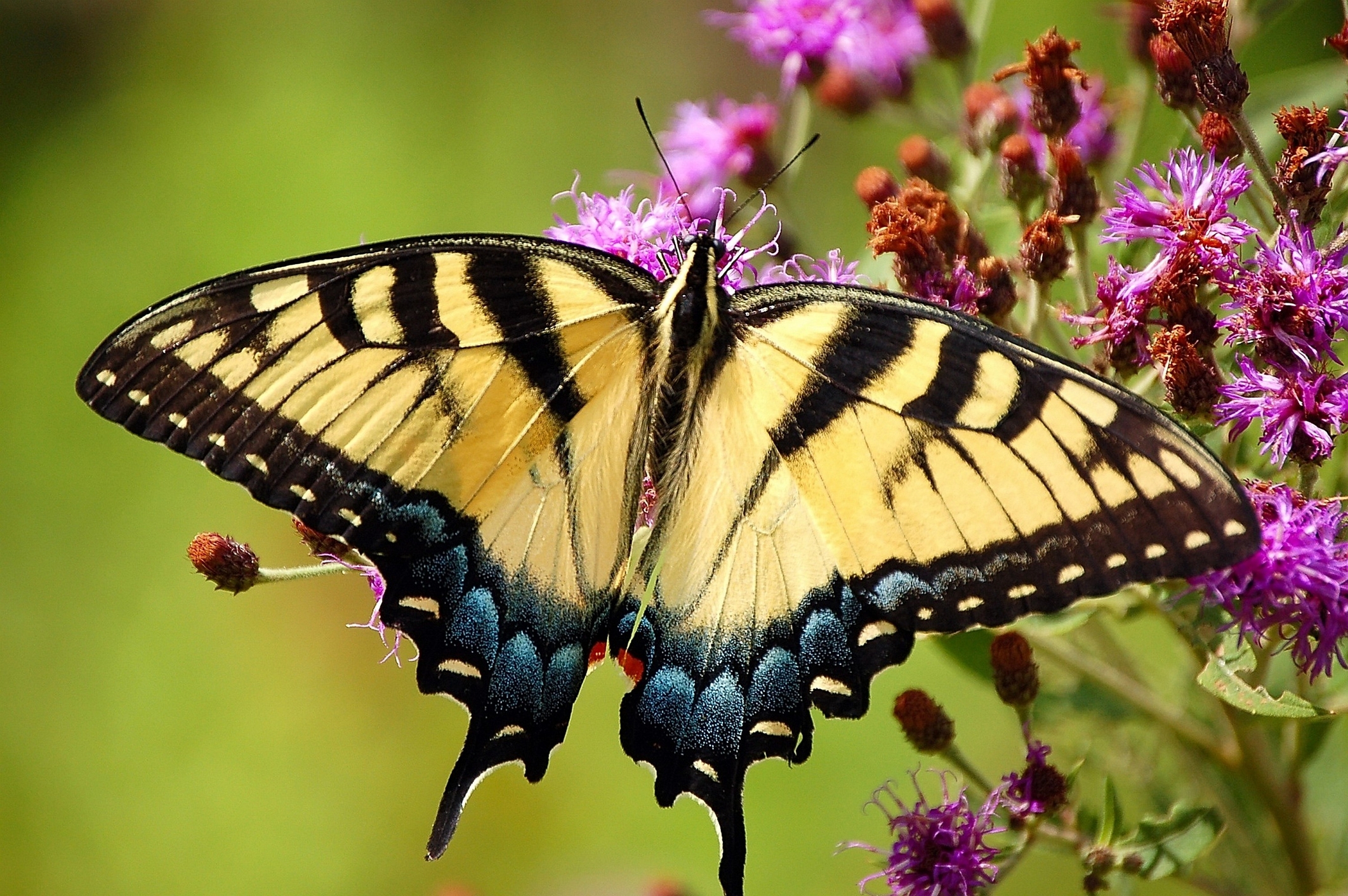 Tiger Swallowtail,  A Frequent Visitor