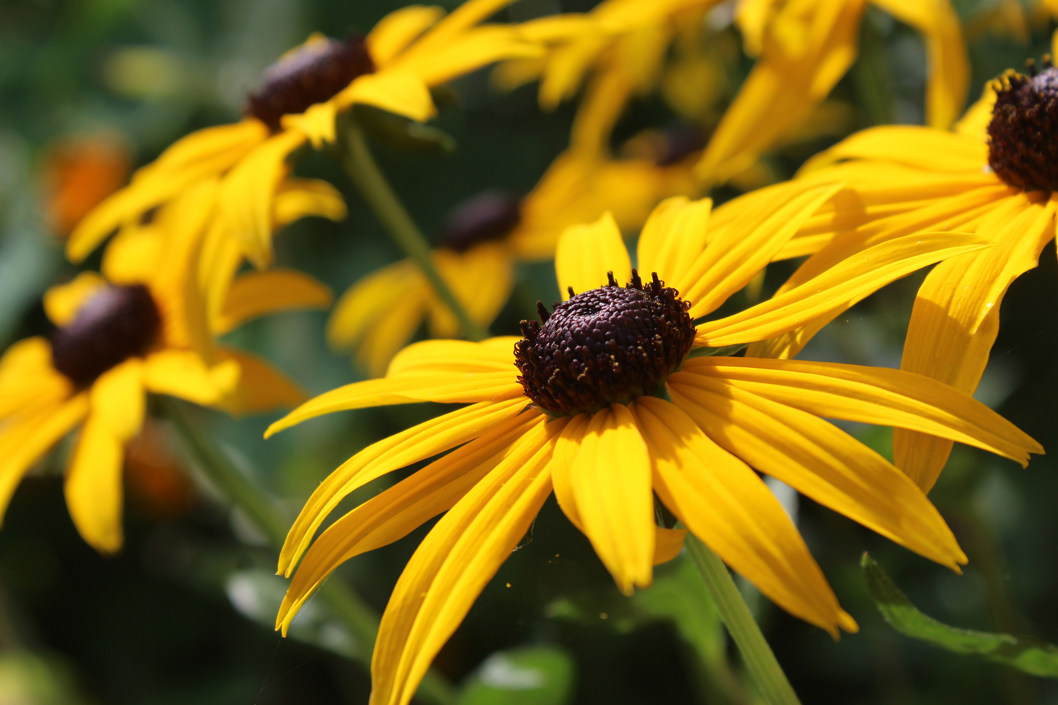 Rudbeckias  Are Companion Plants