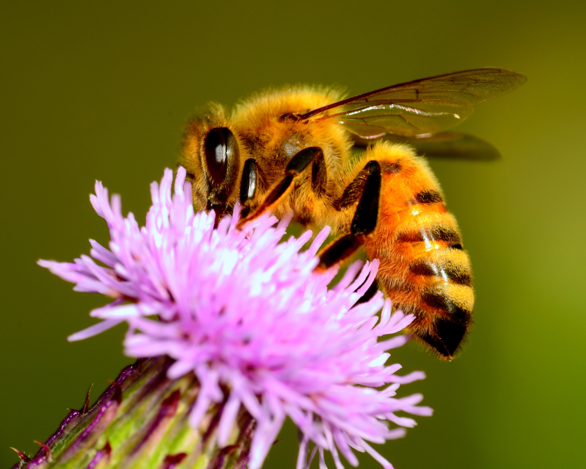 Honeybees Flock to Rough Blazing Star