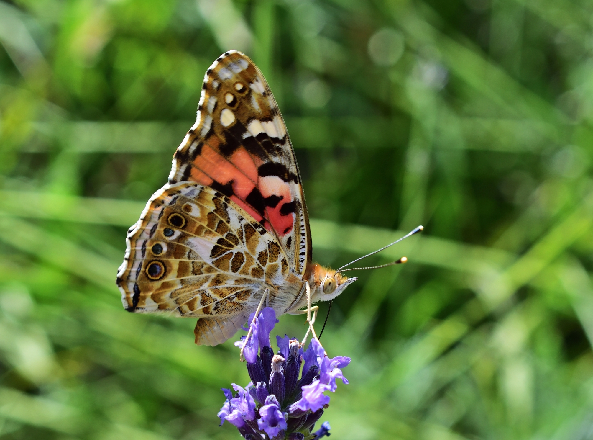 Painted Lady, A Frequent Visitor