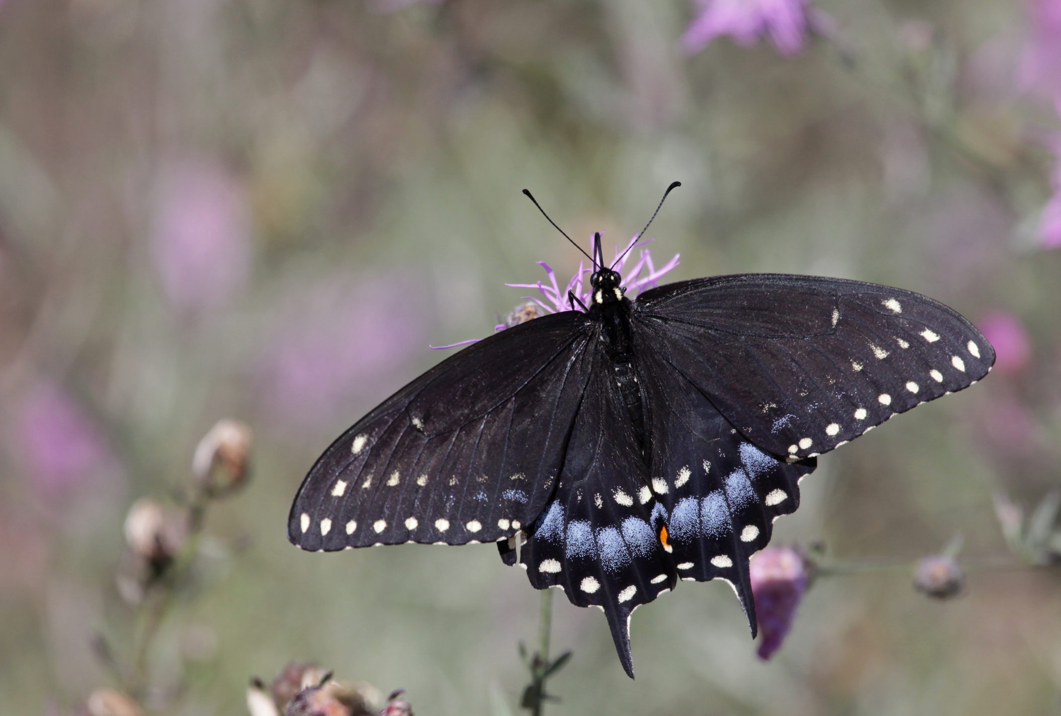 Black Swallowtail,  A Frequent Visitor