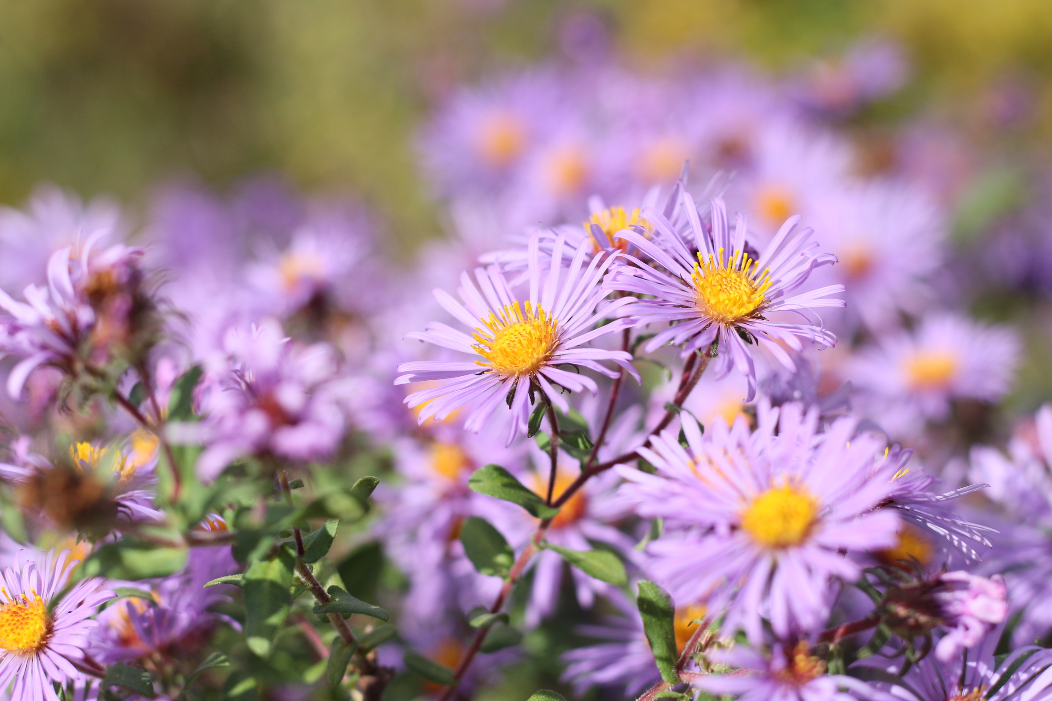 New England Asters  Are Companion Plants