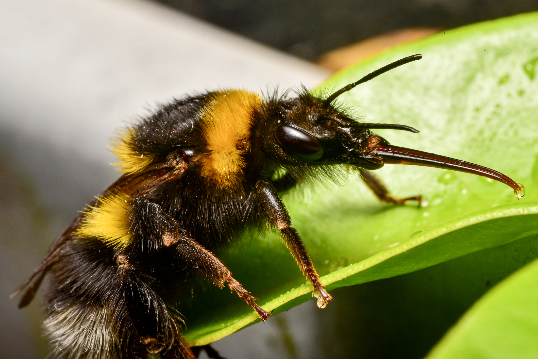 Bumblebees Flock to Rough Blazing Star