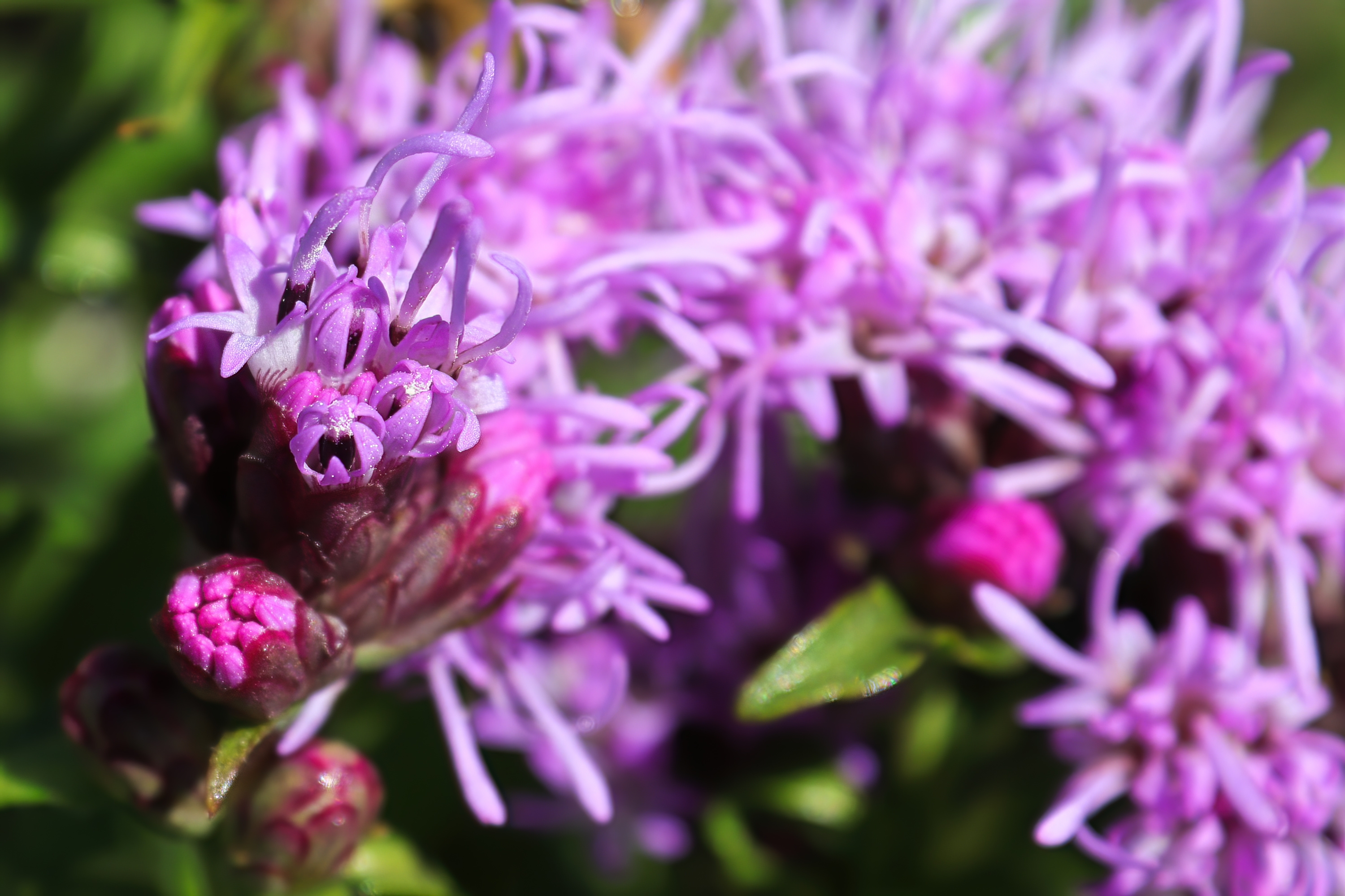 Fluffy, Star-shaped Petals