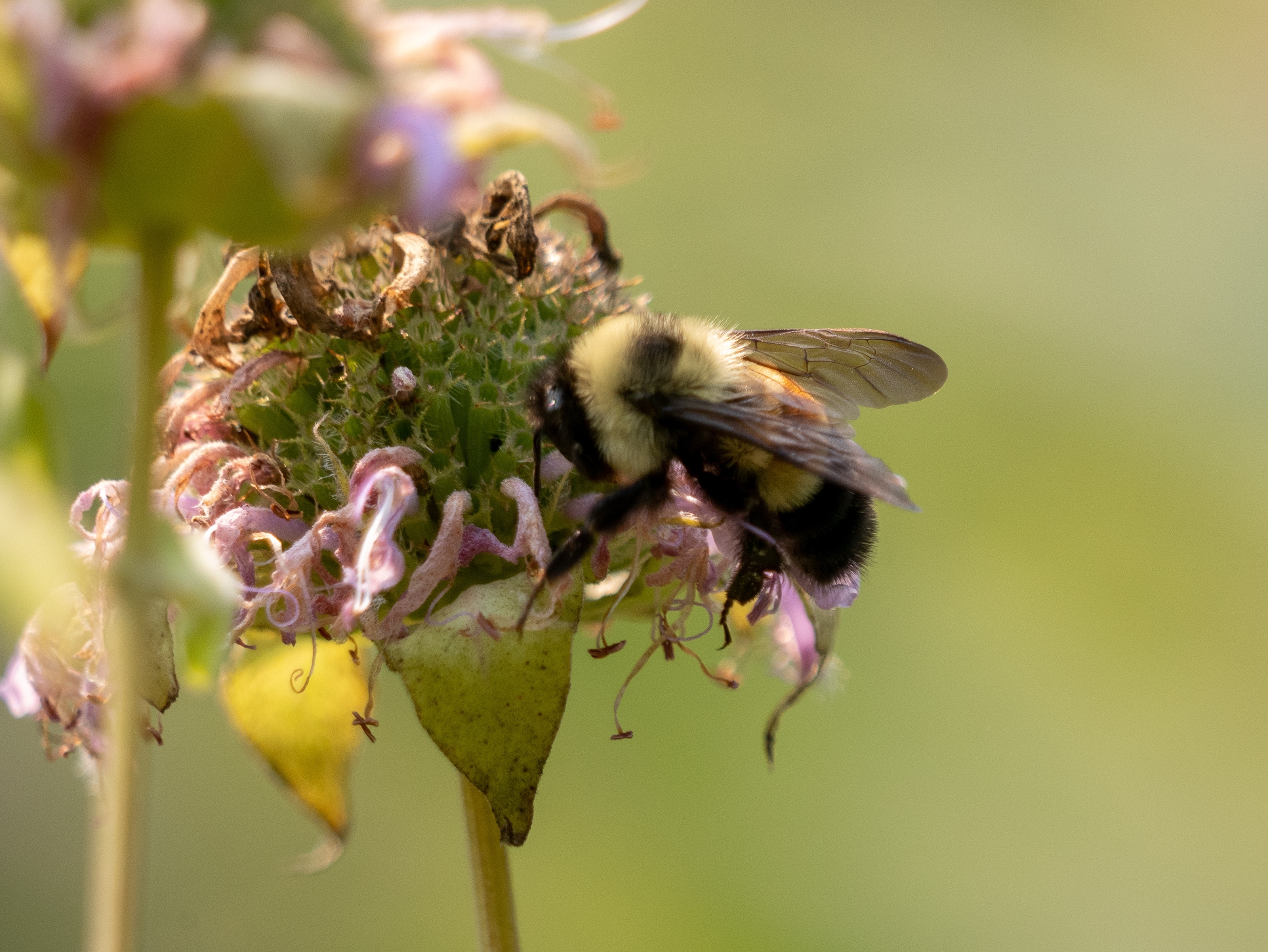 endangered Rusty-patched Bumblebee