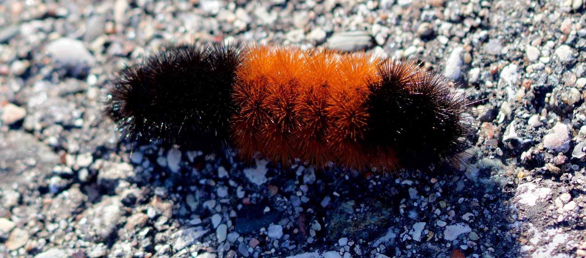 Fat, wooly caterpillars with orange stripes around their middles, means heavy snow and cold temperatures