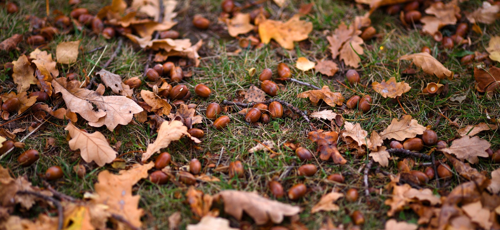 The more acorns falling from the tree, the harsher the winter will be.