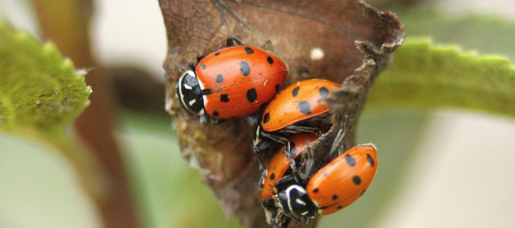 Clusters of ladybugs mean a harsh winter is coming soon