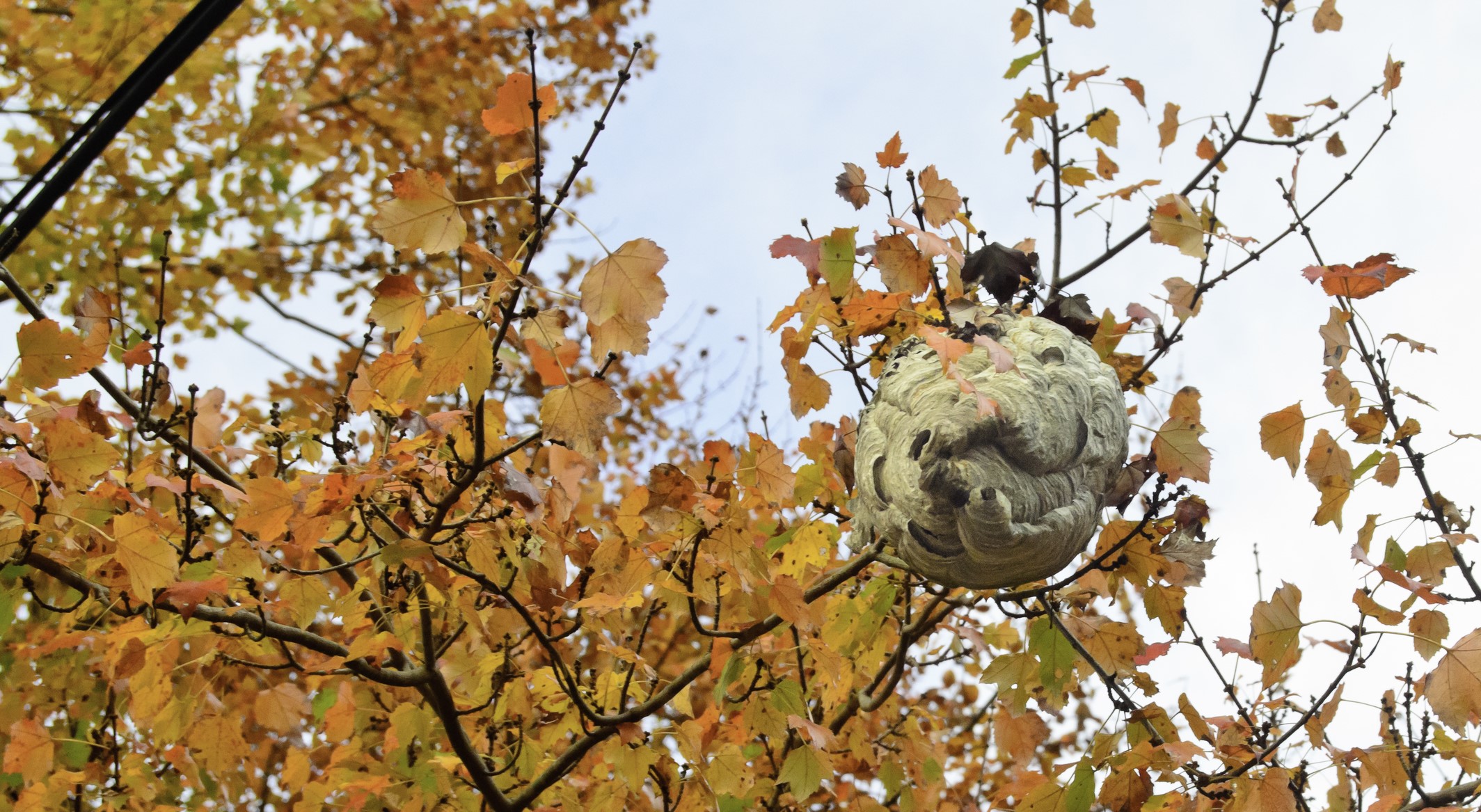 If wasps (or hornets) nests are high, a severe winter is nigh