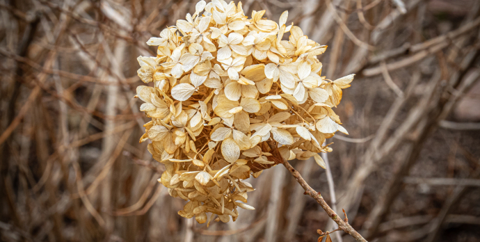 Hydrangea