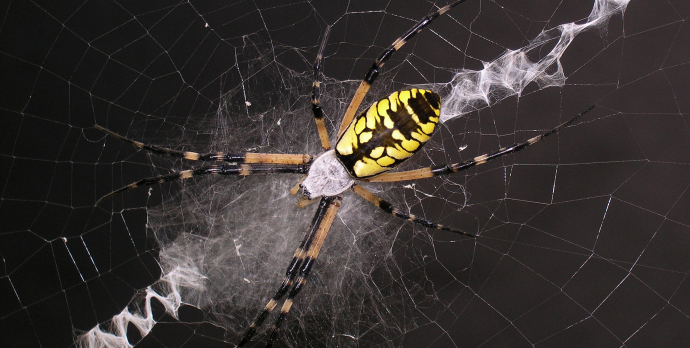 Garden spider on web