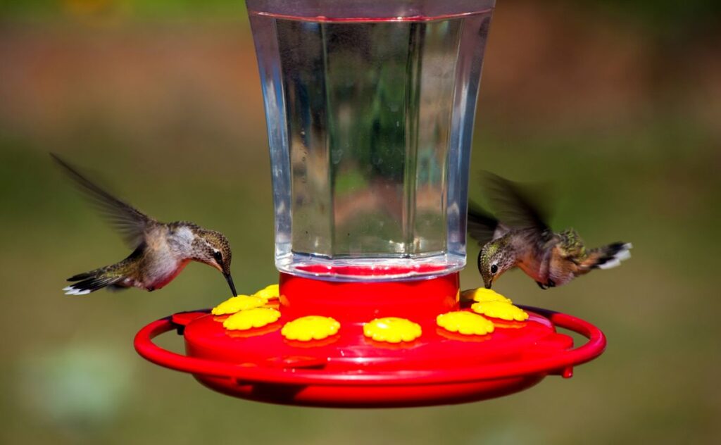 Hummingbird wing speed