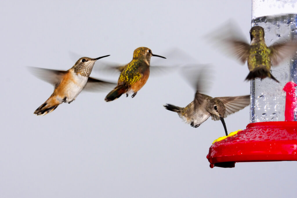 Hummingbirds in Kansas City