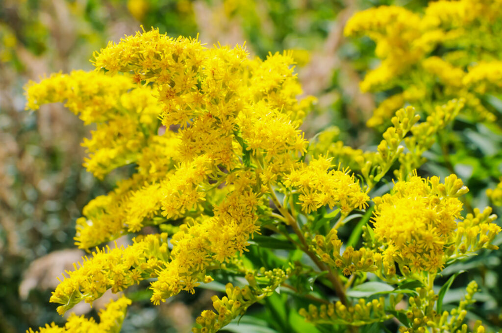 Kansas city flowers