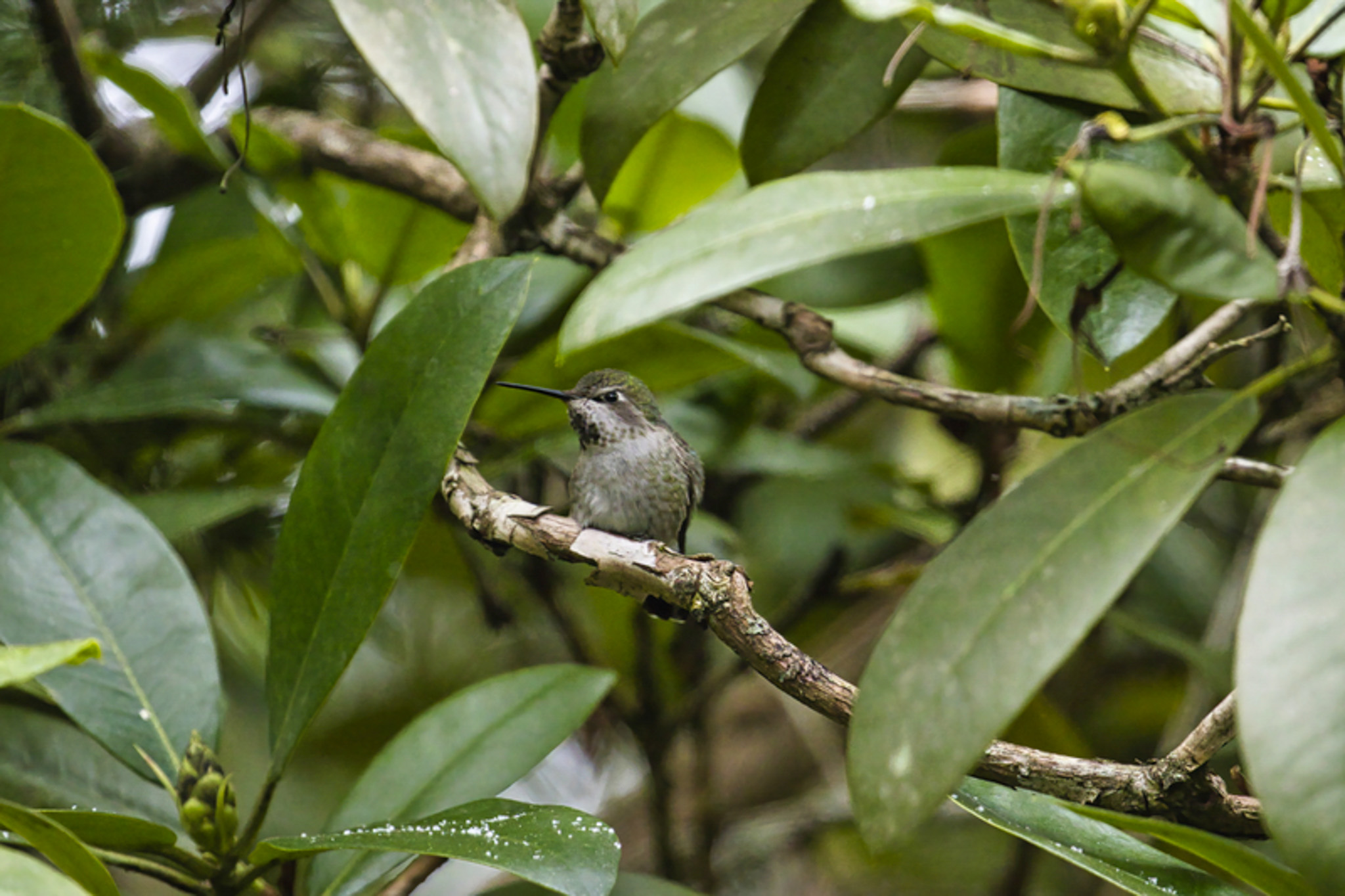 Hummingbird in tree