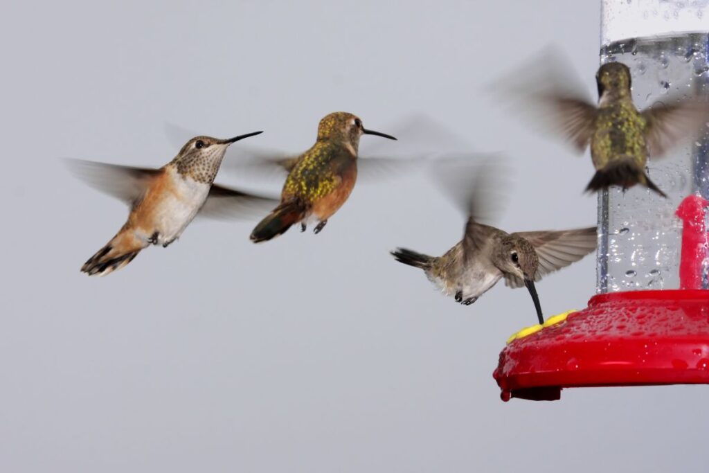 Kansas City Hummingbirds at feeder