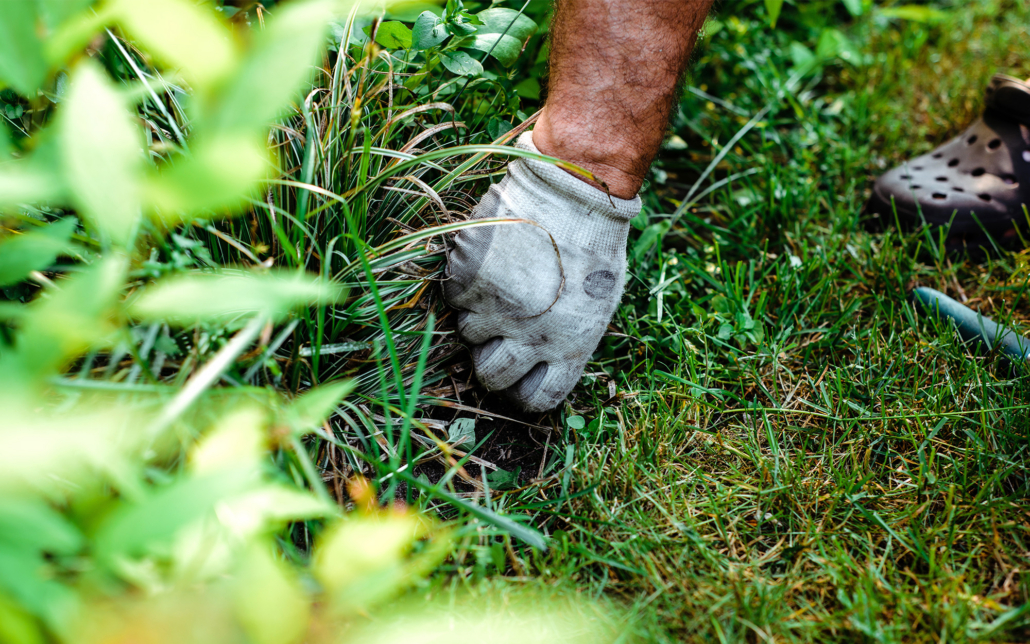 Side View Of A Gardener Pulling Unwanted Weeds From The Ground