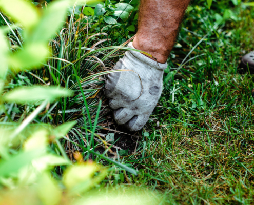 Side View Of A Gardener Pulling Unwanted Weeds From The Ground