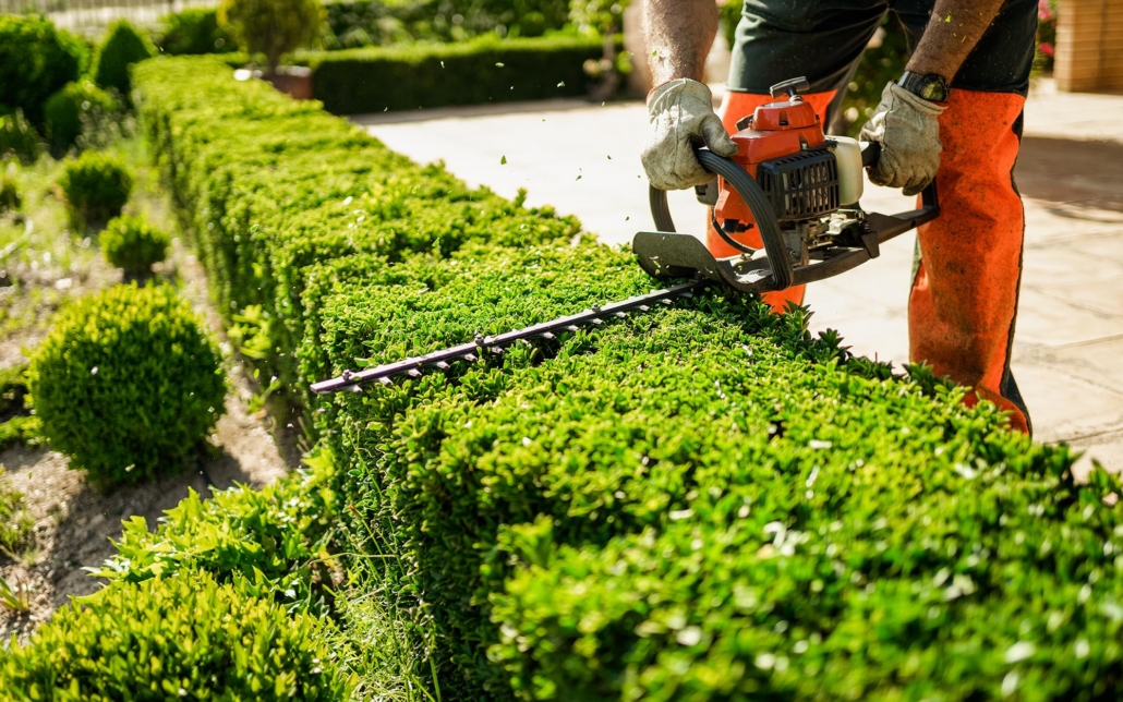 Side View Of A Landscaper Trimming Hedges