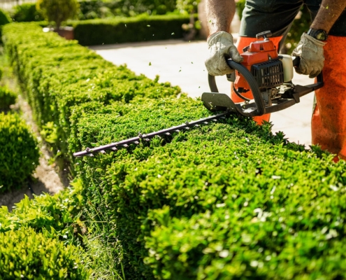 Side View Of A Landscaper Trimming Hedges