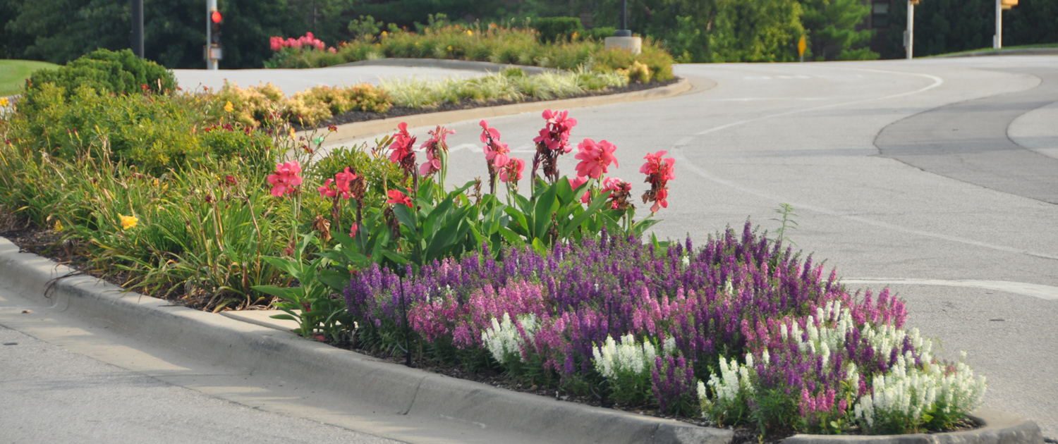 Commercial Bluhawk Many Flowers By Road