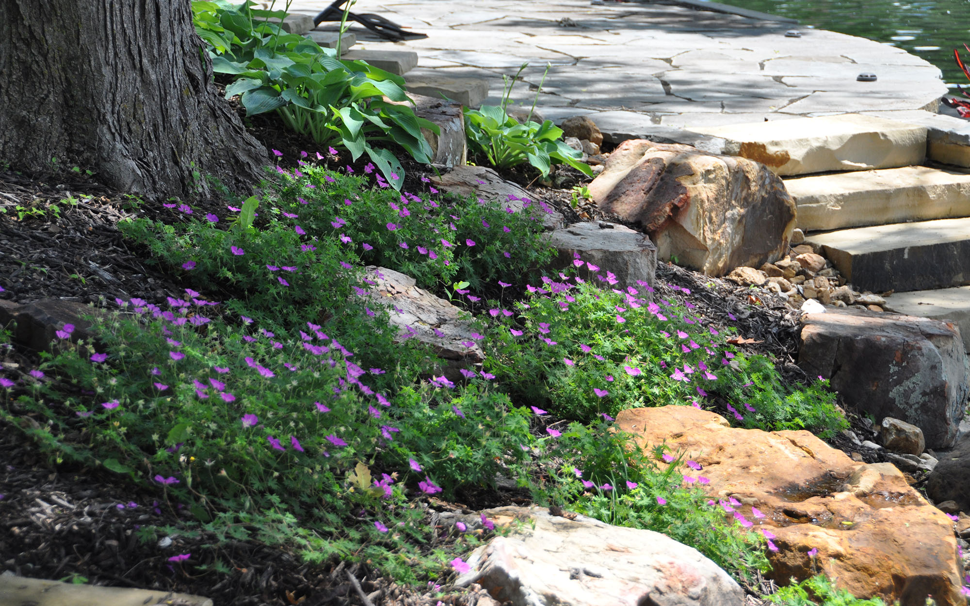 Estate Smith Weatherby Lake Close Up Of Flowers